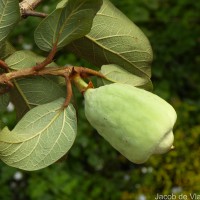 Ficus pumila L.